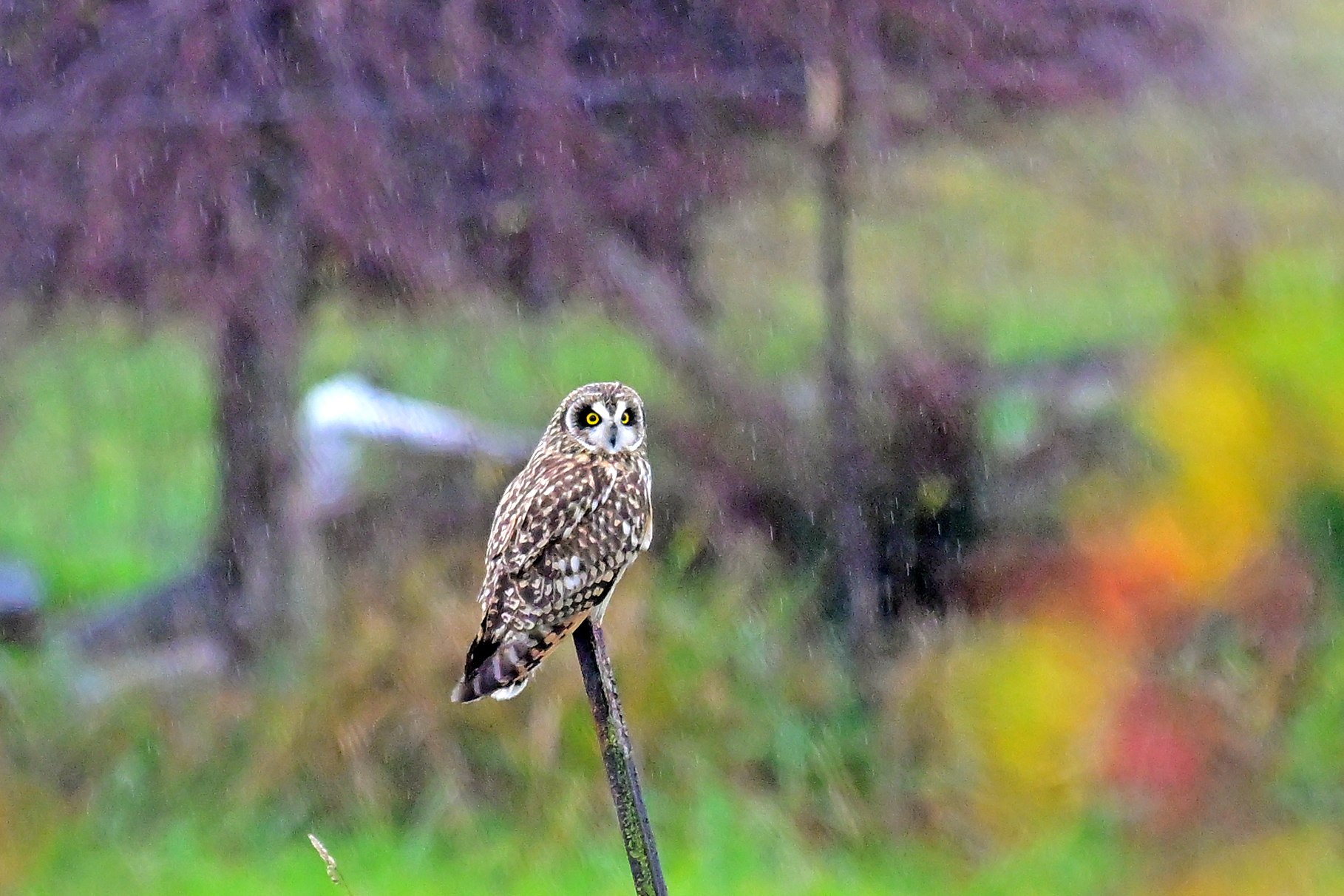 Short-eared Owl